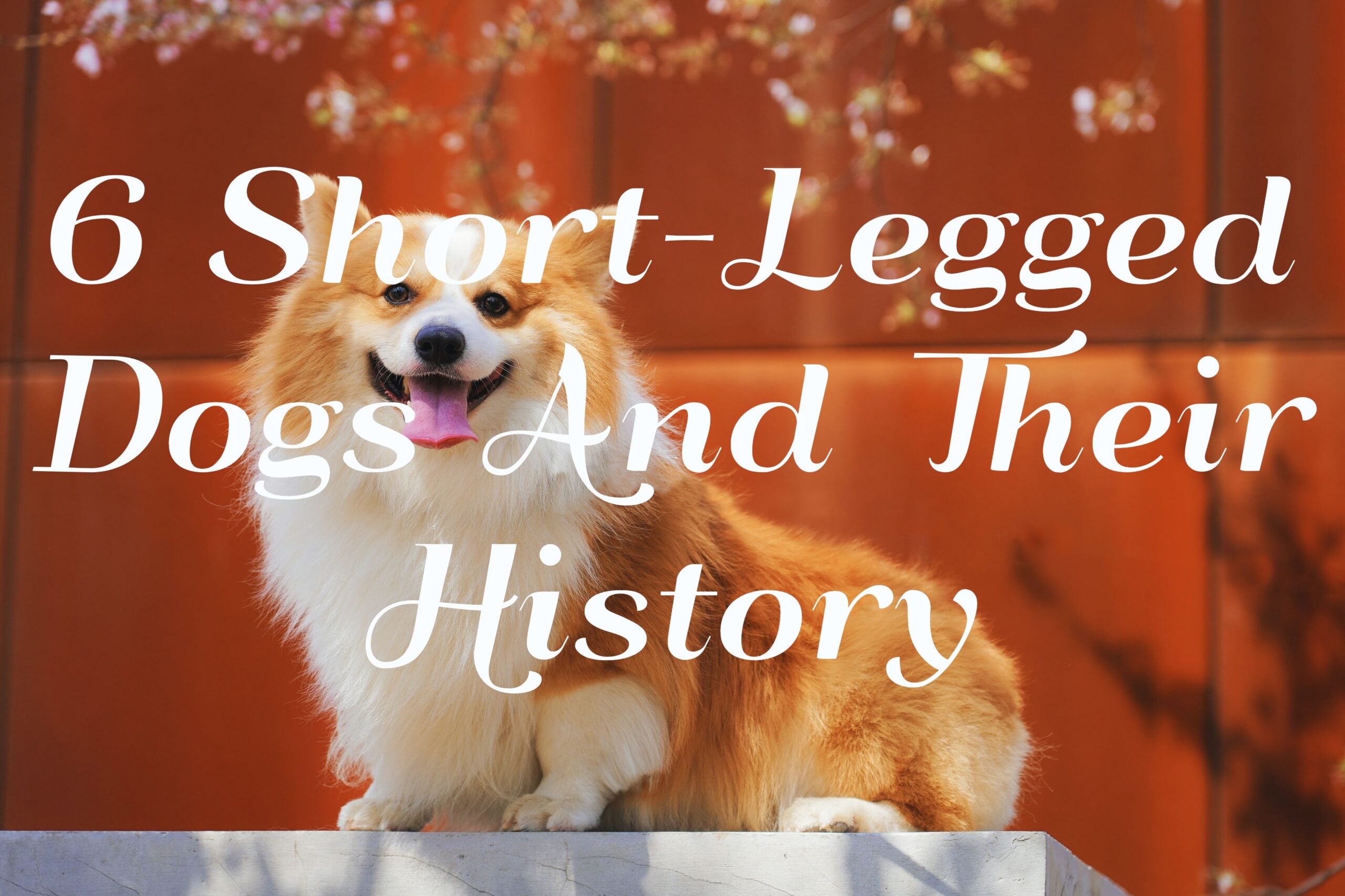 6 Short-Legged Dogs And Their History