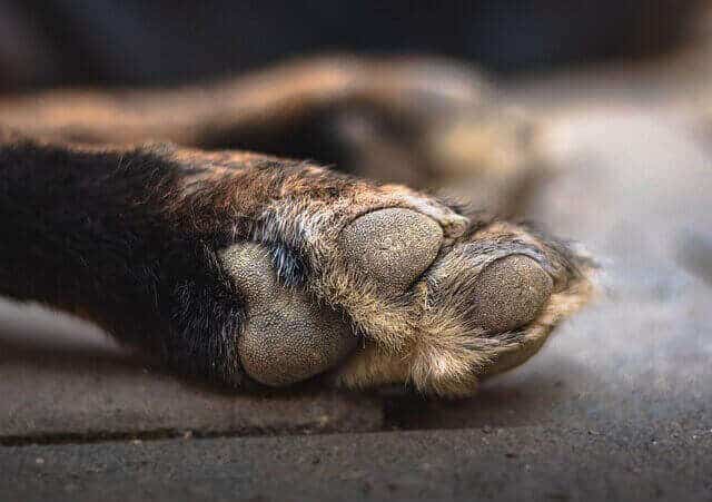 dog foot