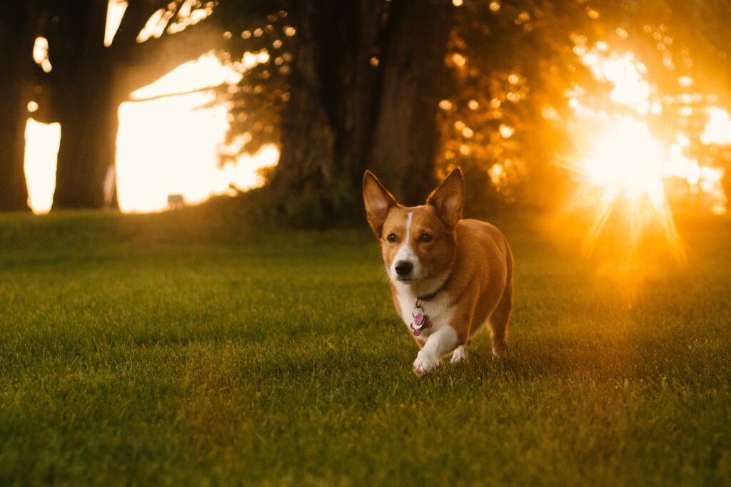 The cutest dogs in this month