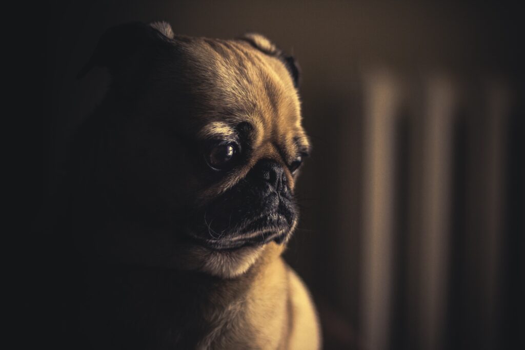 How To Know If Your Dog is Depressed