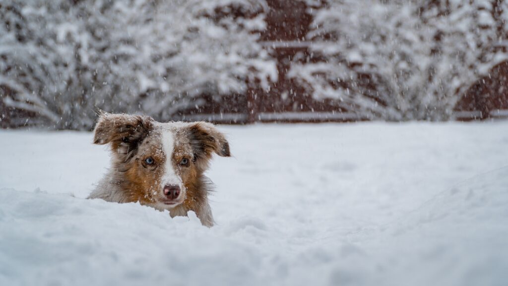 Cold Weather Tips for Dog Owners