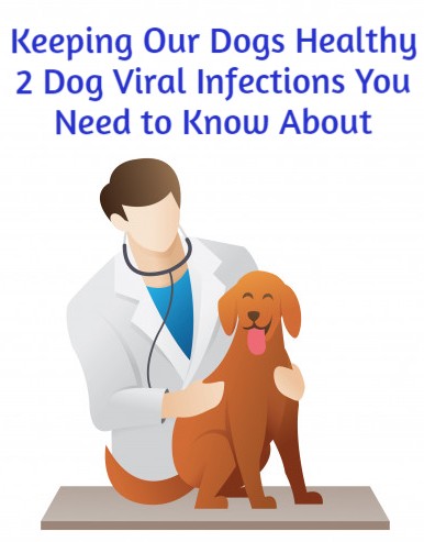Keeping Our Dogs Healthy - 2 Dog Viral Infections You Need to Know About