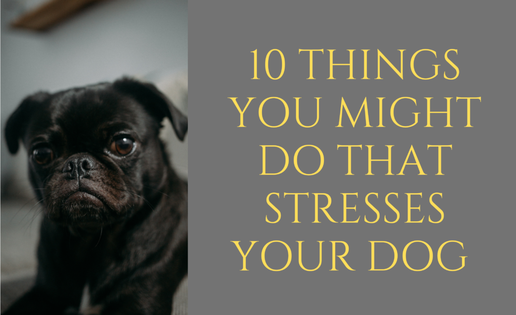 10 Things You Might Do That Stresses Your Dog