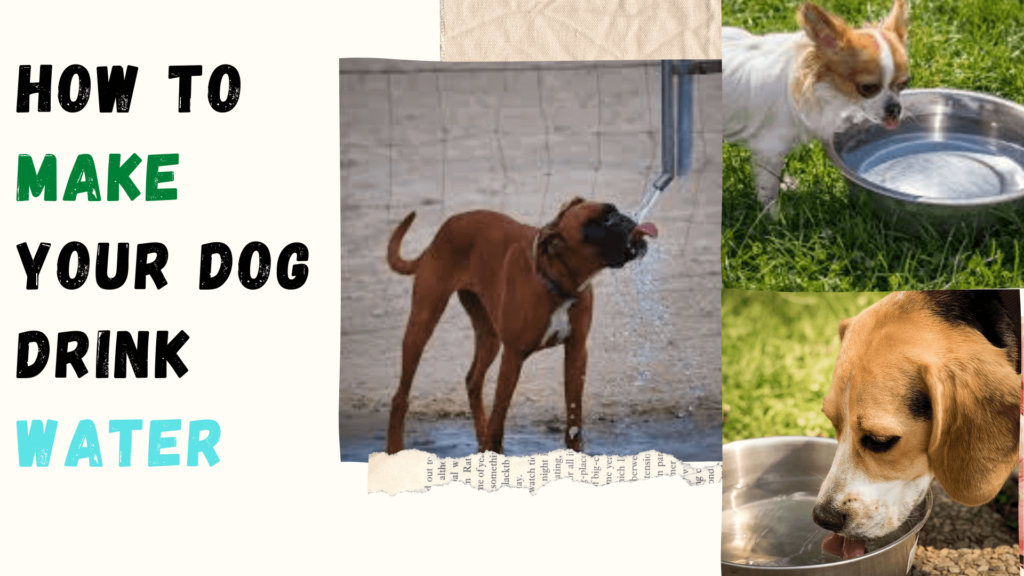 water is essential in everyday life,water cannot be changed and removed from a dog's eating habits, hydro treadmill for dogs, healthy dog treats, my dog won't drink water,dog not drinking water