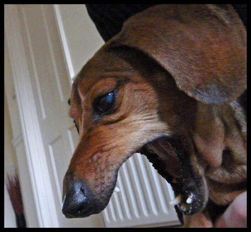 Dog Coughing