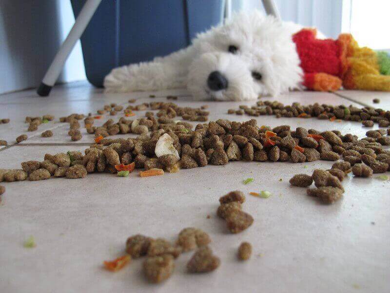 Dog Loss of appetite, weight loss.