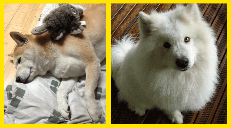 dog stories, dogs
