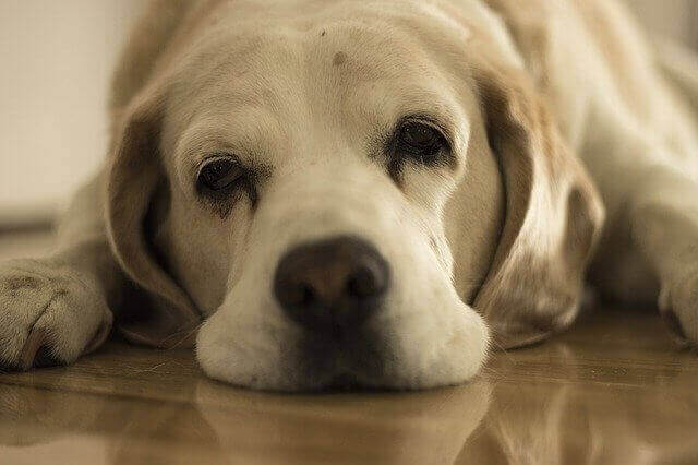 dog Lethargy, extreme fatigue.