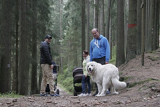 Kuvasz dog breed