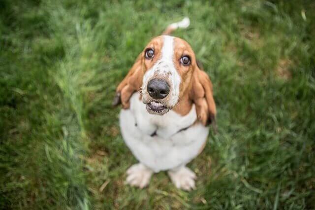 Basset hound dog breed