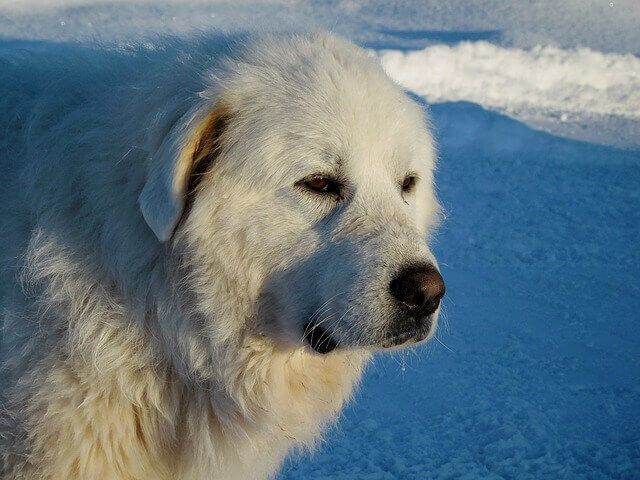 Great Pyrenees dog breed