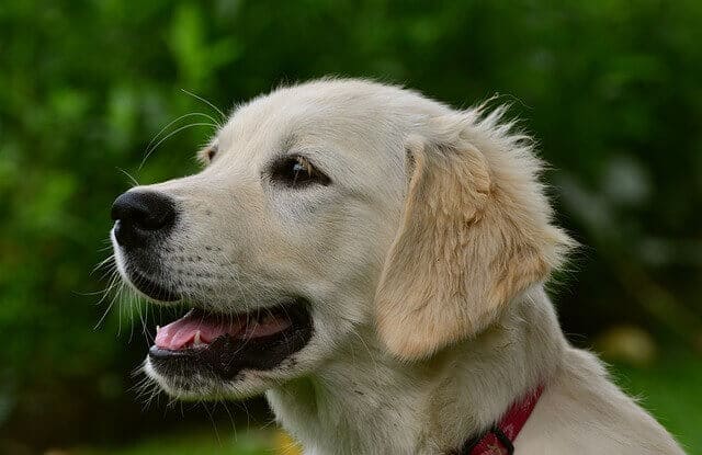 Golden Retriever dog breed