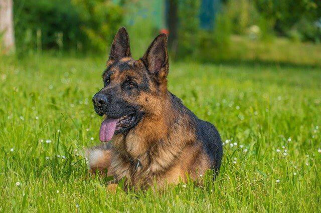 German Shepherd Dog Breed