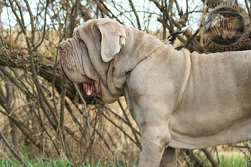 Neapolitan Mastiff, benned dog breed , illegal dog breed