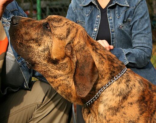Fila Brasiliero, Bandog, benned dog breed , illegal dog breed