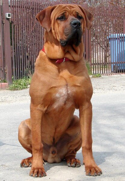 Japanese Tosa Inu, benned dog breed , illegal dog breed