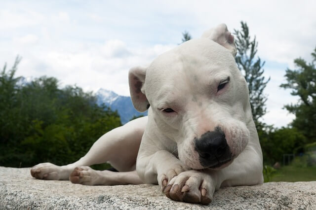 Dogo Argentino, benned dog breed , illegal dog breed