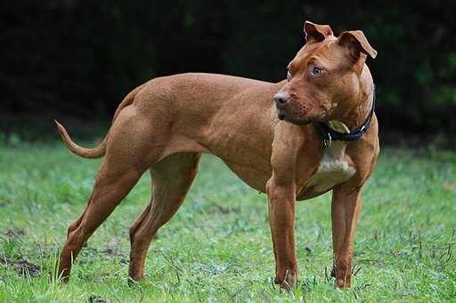 American Pit Bull Terrier, benned dog breed , illegal dog breed