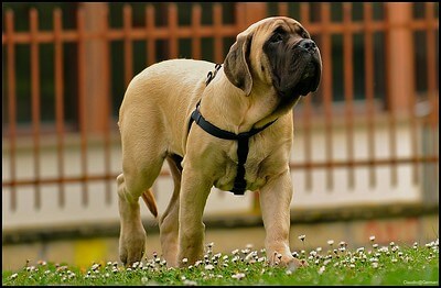 English Mastiff , royal canin english mastiff , bull english mastiff