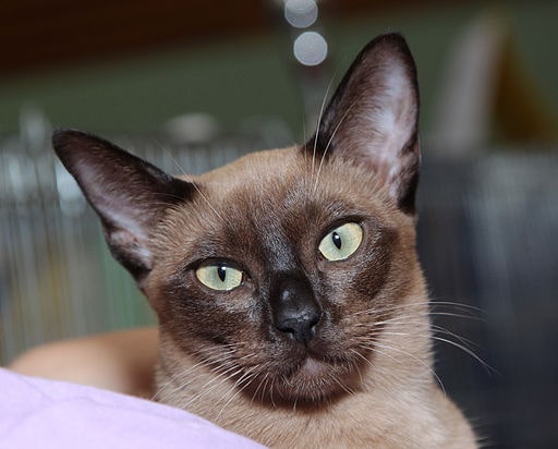 Tonkinese cat breed