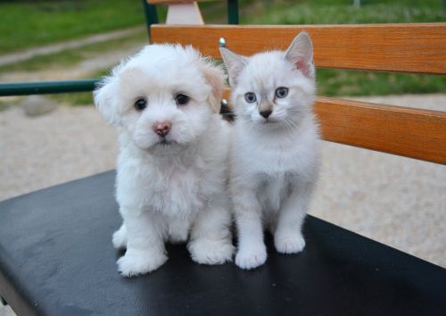 cat and dog