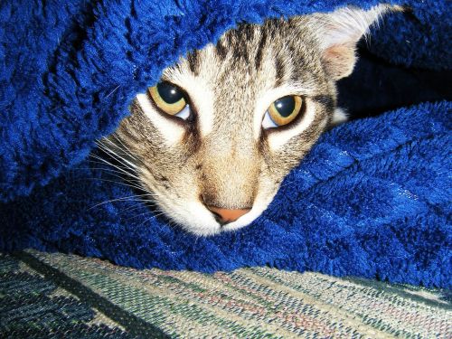 Manx cat breed